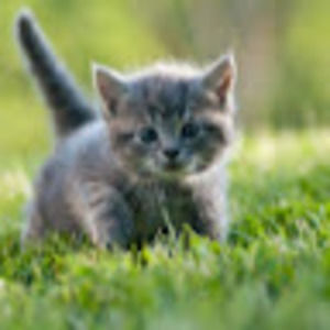 Meet your Posher, Millie